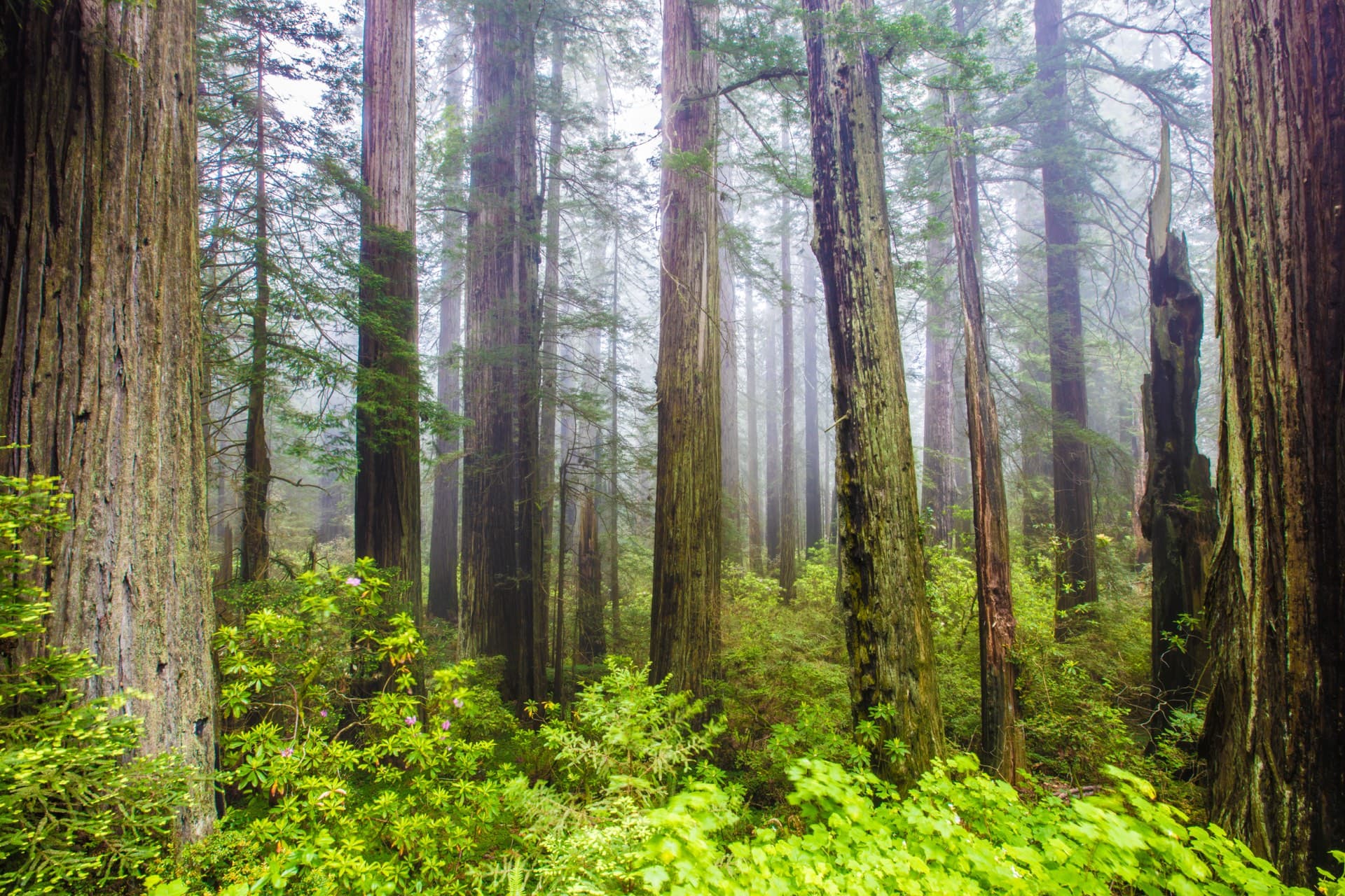 A misty redwood forest with sunlight filtering through towering trees
