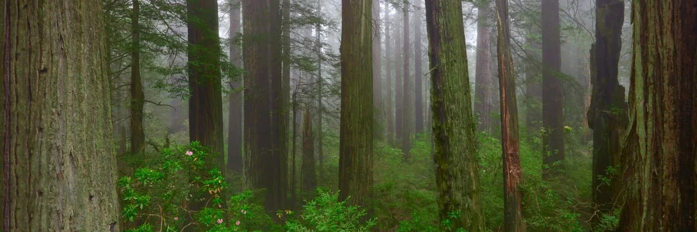 Misty redwood forest with ferns and pink rhododendron blooms